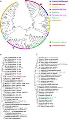 Diversity of RNA viruses of three dominant tick species in North China